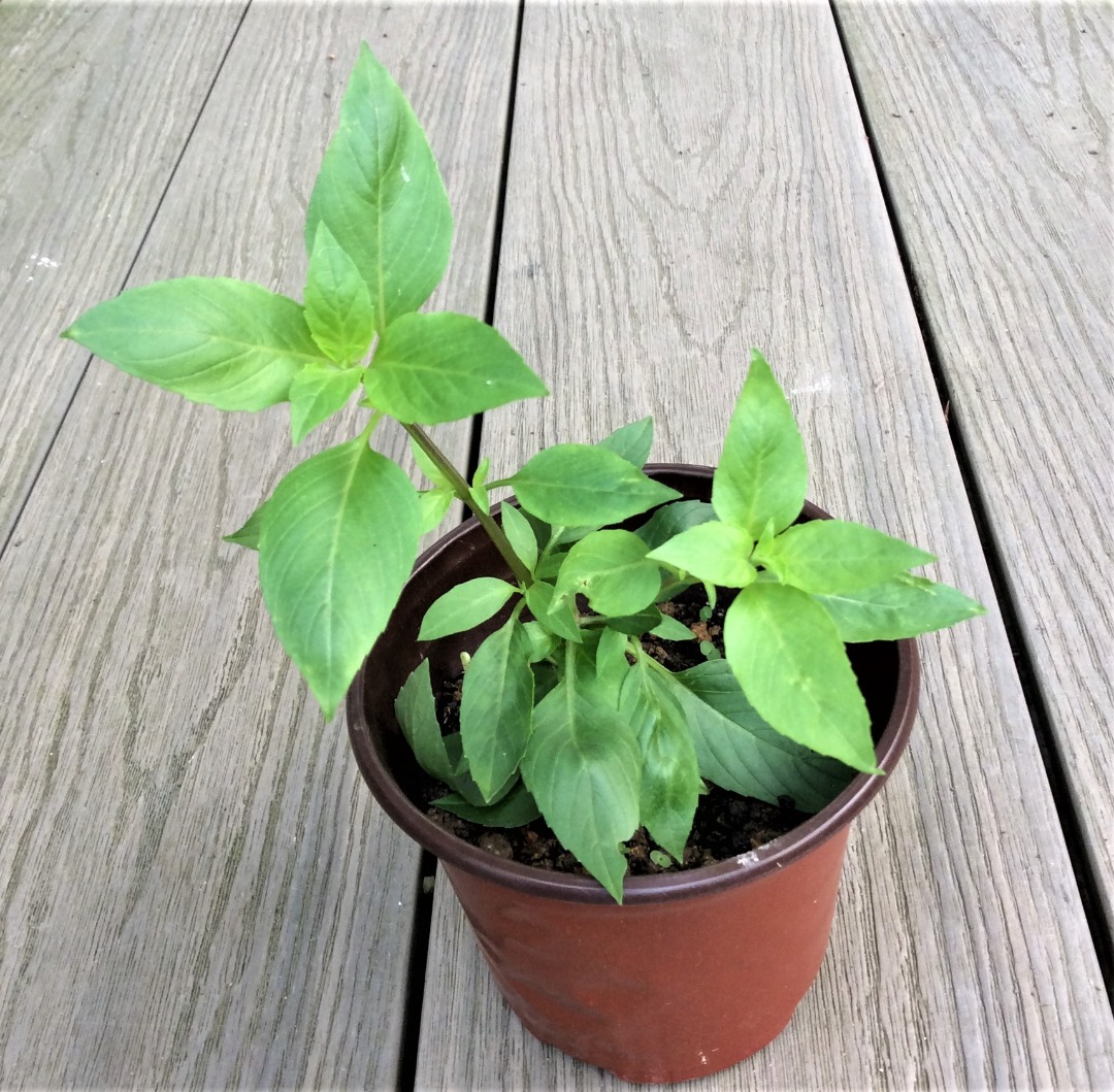 Thai Basil Edible herb plant, Furniture & Home Living, Gardening