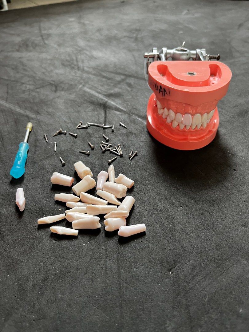 Typodont Jaw Model Set (with free typodont refills and screws with Typodont Jaw Model Set (with free typodont refills and screws with