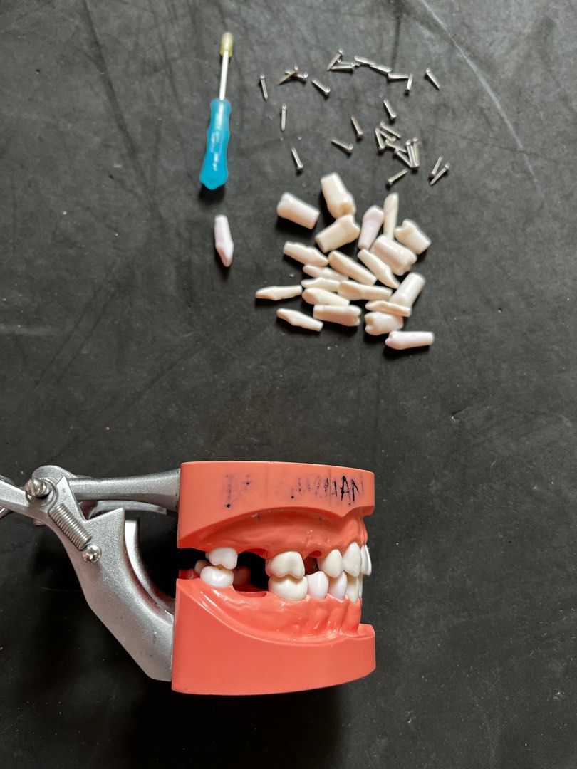 Typodont Jaw Model Set (with free typodont refills and screws with Typodont Jaw Model Set (with free typodont refills and screws with