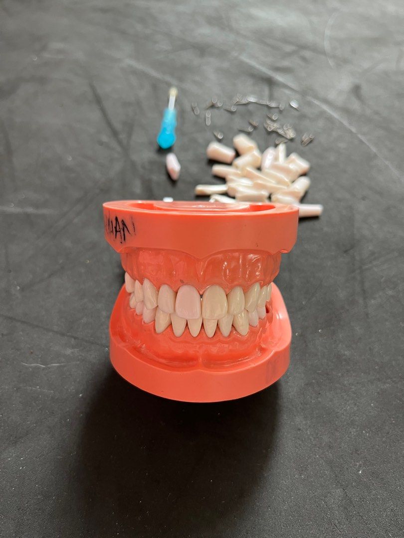 Typodont Jaw Model Set (with free typodont refills and screws with Typodont Jaw Model Set (with free typodont refills and screws with