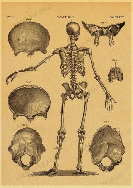 Vintage Human Poster Anatomy Physiology Retro Poster Wall Posters