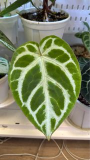 （分類：）位於 。 由 joyofplant 提交（商品編號 1227004411，圖片 1）。簡介： 。