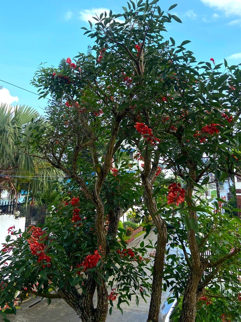 Cockspur Tree Cuttings (Category: Plants & Seeds) located in Tagaytay City. Submitted by euniquefinds (Listing ID 1214209211, Image 3). Description: These are very beautiful trees that bloom for long months every year It can be potted & can also be a magnificent big tree if directly planted to a lot. Coral colored flowers that fill the branches are what makes this tree so stunning🤩 I have mine in my yard that serves as my view every morning whil