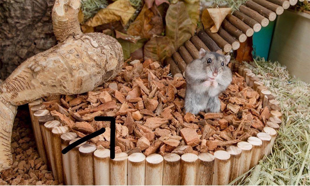 Photo inspiration: Coco Bark For Hamster Cooling Heat Sterilised And Hamster Natural Photo Inspiration