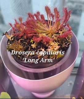 (Category: ) located in . Submitted by Carnivine (Listing ID 1227164446, Image 1). Description: .