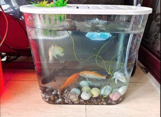 (Category: ) located in . Submitted by n8828shop (Listing ID 1227176548, Image 1). Description: .
