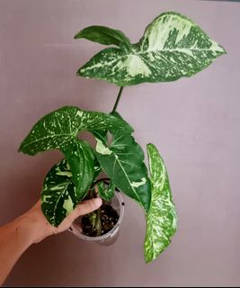 (Category: ) located in . Submitted by PlantAPlantAtHome (Listing ID 1227246140, Image 1). Description: .