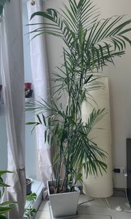 Tall Bamboo Plant in Light Gray Pot 5ft ; For home and condo decor