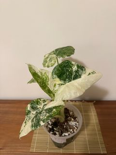 （分類：）位於 。 由 1plant_ 提交（商品編號 1227394698，圖片 1）。簡介： 。