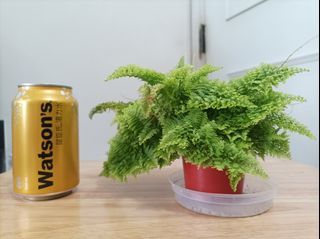 波士頓蕨 Boston Fern