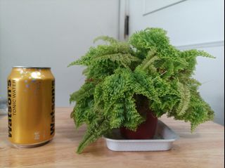 波士頓蕨 Boston Fern