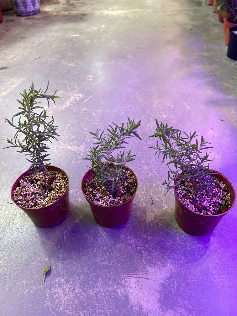 Rosemary (Herbs) grown from cutting 6 each, Furniture & Home Living