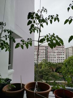 (Category: ) located in . Submitted by zyang79 (Listing ID 1227348870, Image 1). Description: .