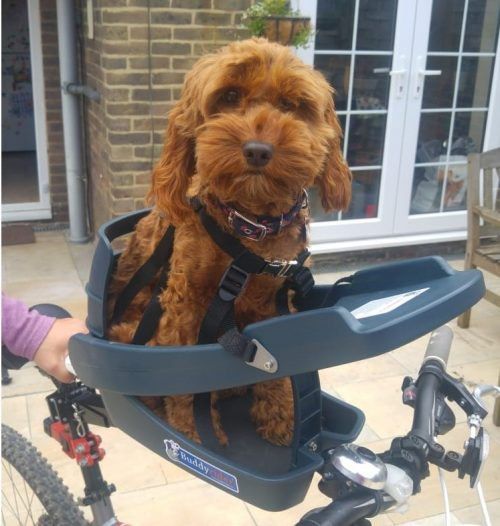 Used buddyrider for sale discount