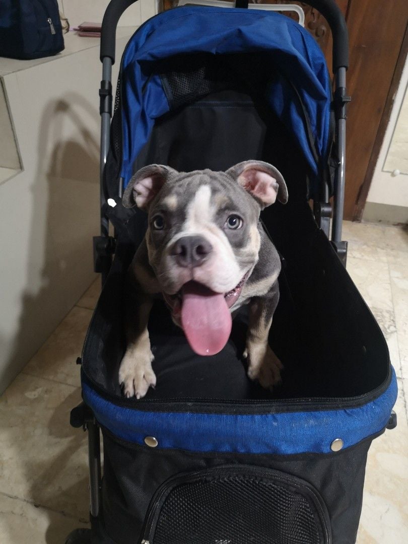 House and Lot for Rent in Sta Lucia along Ortigas ext Pasig City