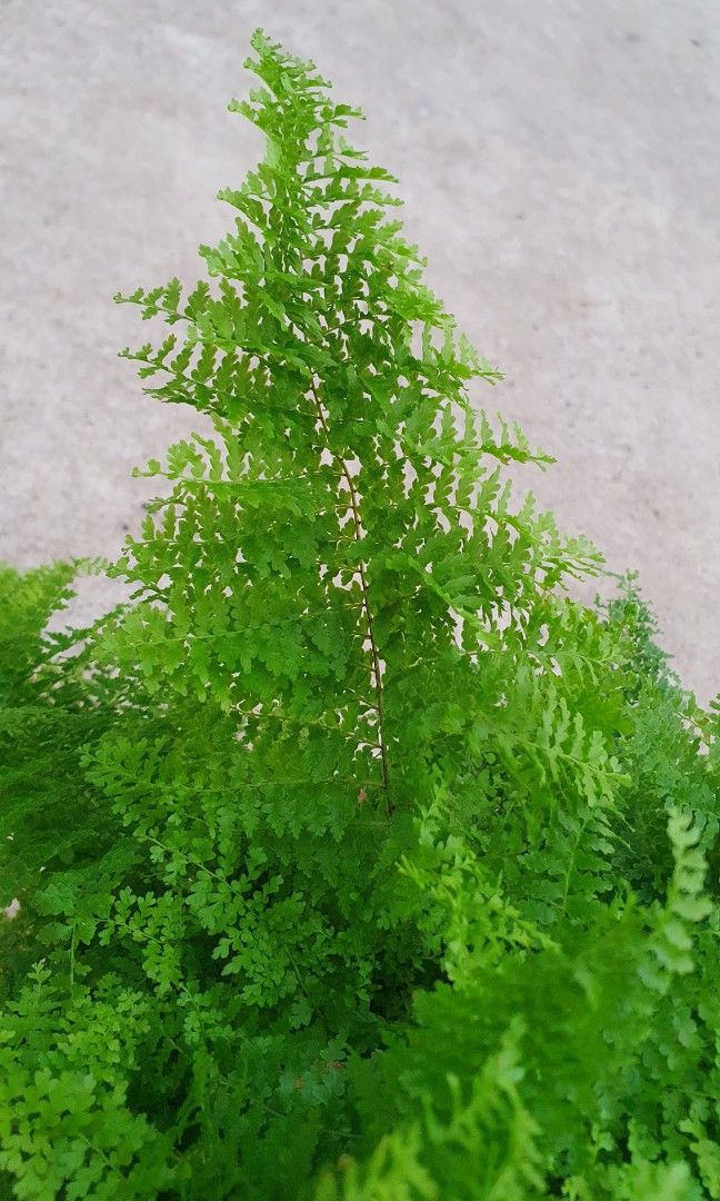 Nephrolepis Exaltata 'Marisa' Cotton Candy Fern (15cm pot), Furniture ...