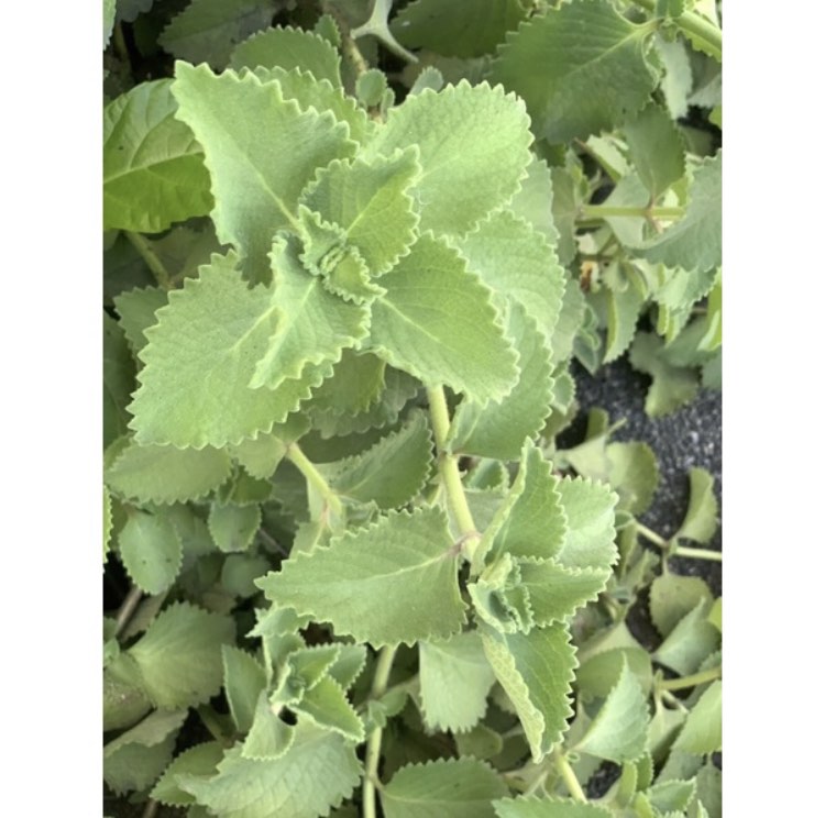 Oregano fresh grown/Medicinal herbal plant/Cuttings