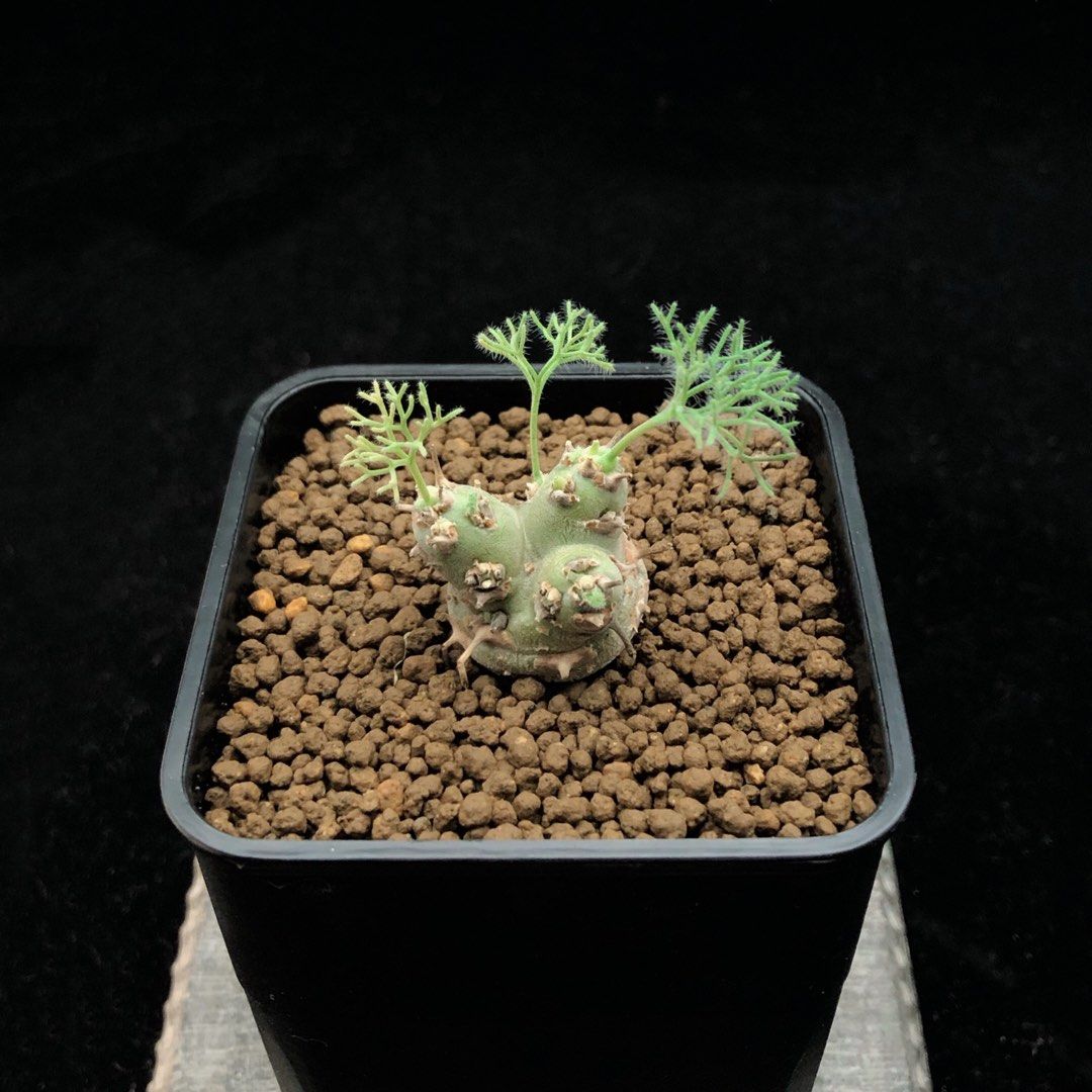 Monsonia peniculina (Sarcocaulon peniculinum サルコカウロン