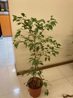 (Category: ) located in . Submitted by leafygardener (Listing ID 1224275219, Image 1). Description: .