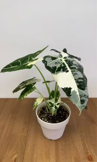 （分類：）位於 。 由 joyofplant 提交（商品編號 1224236920，圖片 1）。簡介： 。