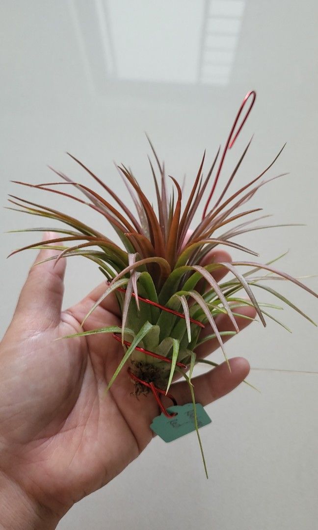 Airplant Rainforest Red  tillandsia air plant., Furniture & Home Living,  Gardening, Plants & Seeds on Carousell