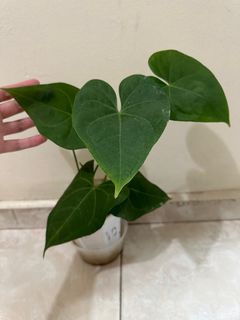 (Category: ) located in . Submitted by houseplantsale (Listing ID 1224271191, Image 1). Description: .
