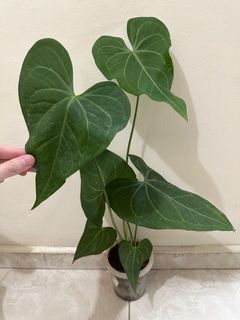 (Category: ) located in . Submitted by houseplantsale (Listing ID 1224276130, Image 1). Description: .