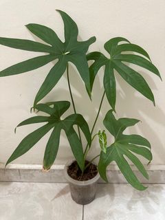 (Category: ) located in . Submitted by houseplantsale (Listing ID 1224287414, Image 1). Description: .