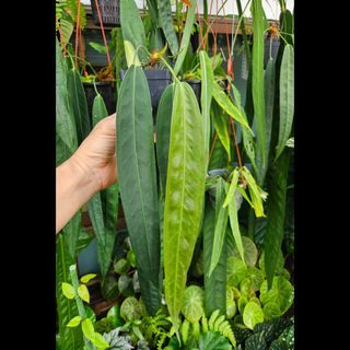 Anthurium wendlingeri