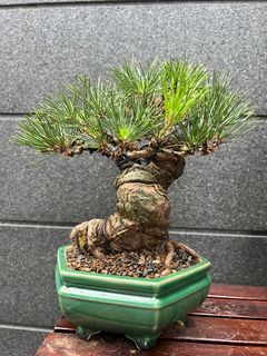(Category: ) located in . Submitted by bonsai_b (Listing ID 1224247670, Image 1). Description: .