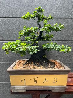 (Category: ) located in . Submitted by bonsai_b (Listing ID 1224252289, Image 1). Description: .