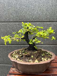 (Category: ) located in . Submitted by bonsai_b (Listing ID 1224272293, Image 1). Description: .