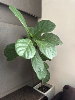 （分類：）位於 。 由 mishkabazaar 提交（商品編號 1224175106，圖片 1）。簡介： 。