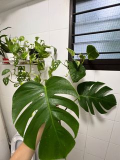 (Category: ) located in . Submitted by xdpyk94 (Listing ID 1224263656, Image 1). Description: .