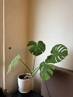 （分類：）位於 。 由 mishkabazaar 提交（商品編號 1224173768，圖片 1）。簡介： 。
