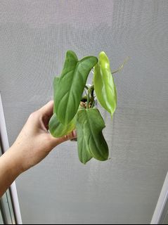 (Category: ) located in . Submitted by plantventures (Listing ID 1224161315, Image 1). Description: .