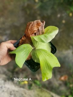 (Category: ) located in . Submitted by terraplants (Listing ID 1224163590, Image 1). Description: .