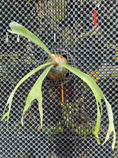 (Category: ) located in . Submitted by pLantae (Listing ID 1224178432, Image 1). Description: .