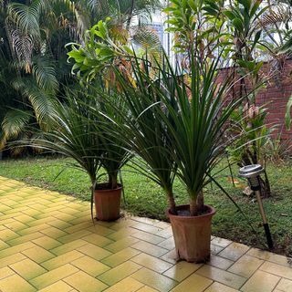 Real Plant