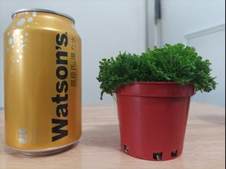 地球芒 / 細葉卷柏  Selaginella apoda