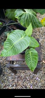 (Category: ) located in . Submitted by therainforestsg (Listing ID 1227744998, Image 1). Description: .