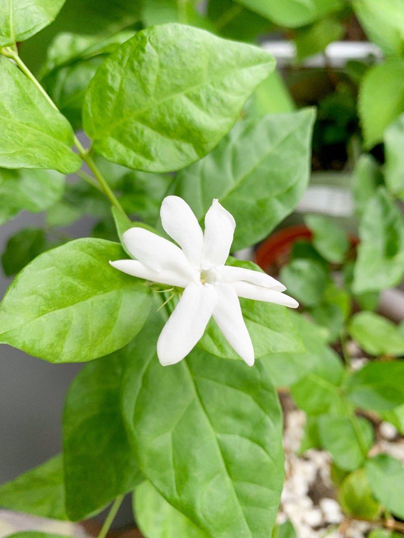 Arabian Jasmine plant, Furniture & Home Living, Gardening, Plants & Seeds on Carousell