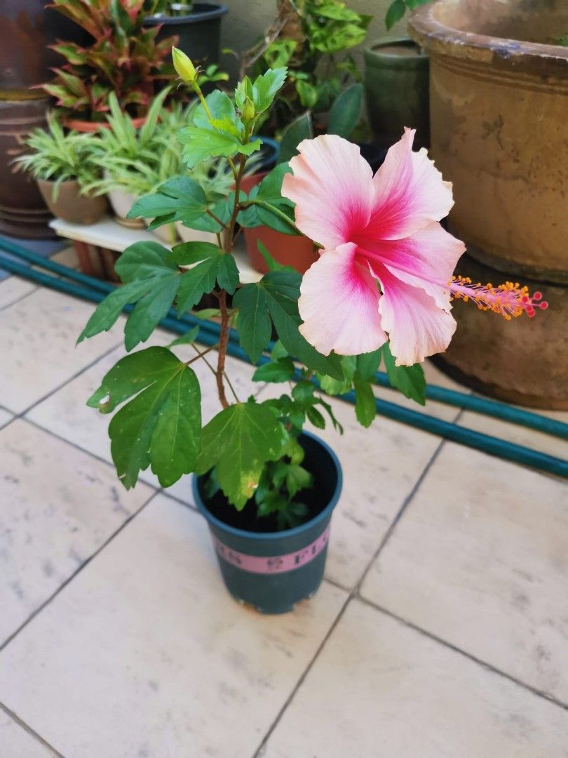 Beautiful Flowering Hibiscus Plant, Furniture & Home Living, Gardening
