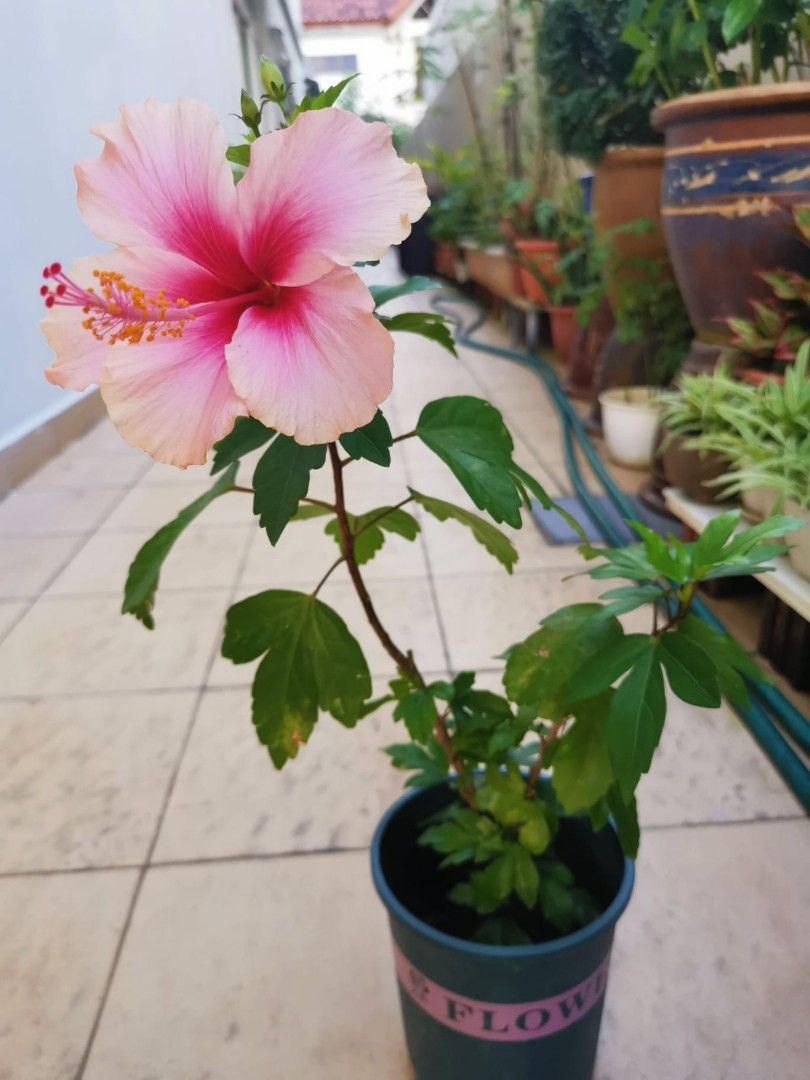 Beautiful Flowering Hibiscus Plant, Furniture & Home Living, Gardening