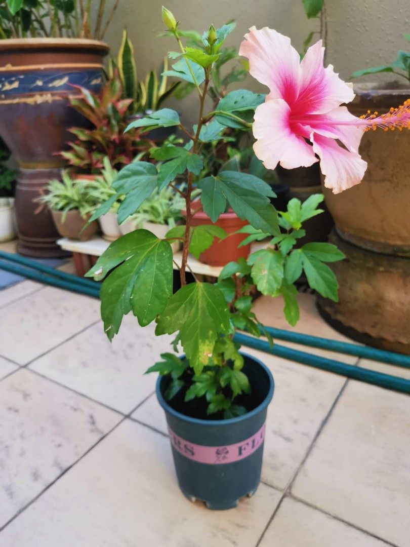 Beautiful Flowering Hibiscus Plant, Furniture & Home Living, Gardening