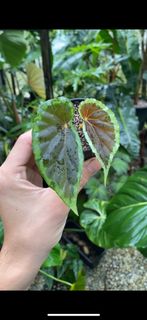 (Category: ) located in . Submitted by therainforestsg (Listing ID 1227744766, Image 1). Description: .