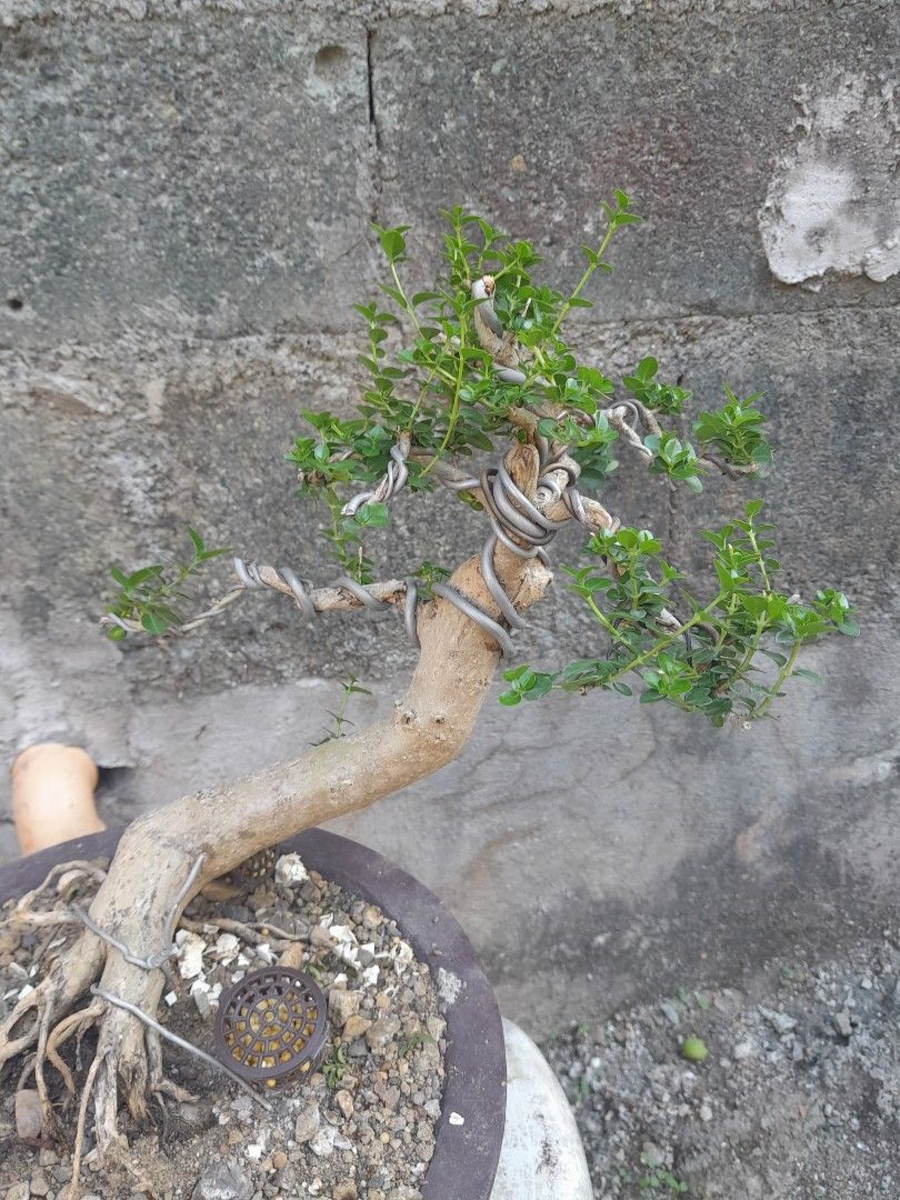 Bonsai tree sale sale, Furniture & Home Living, Gardening, Pots