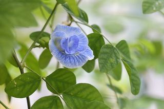 Lavender Blue Pea plant