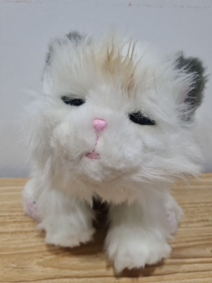 Cuddles my hotsell dream kitten