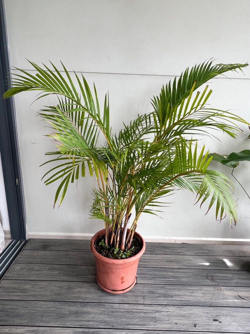 Palm tree, Furniture & Home Living, Gardening, Plants & Seeds on Carousell